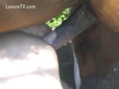 Dude with a snug anal opening bows over for an anal pummeling from a horse in this brute vid